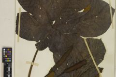 cecropia-membranacea-plant