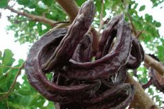 legume-tree-pods