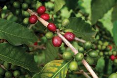 rubicaceae-coffee