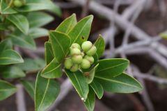 sapium-glandulosum-plant
