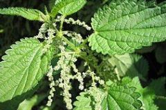 urticaceae-stinging-nettle