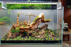 1-Spider-wood-aquascape
