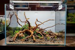 1-Spiderwood
