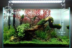 2-Spider-wood-aquascape