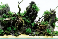 2-Spider-wood