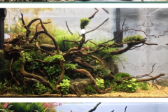 Spider wood aquascape