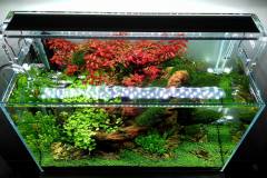 3-Spider-wood-aquascape