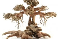 BONSAI-TREE-AQUASCAPING