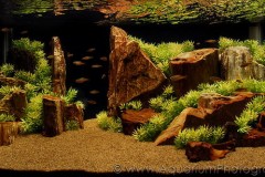 PETRIFIED-WOOD