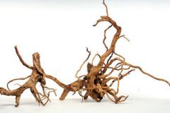 SPIDERWOOD