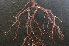 brown-manzanita-wood