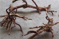 spider-wood