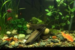 first-20-gallons-aquarium-2