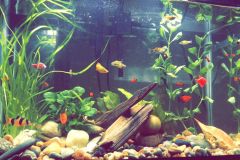 first-20-gallons-aquarium-3