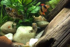 first-20-gallons-aquarium-4