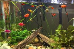 first-20-gallons-aquarium-5