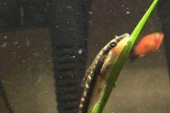 first-20-gallons-aquarium-6