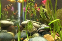first-20-gallons-aquarium