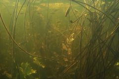 underwater-nature-fish-shoal
