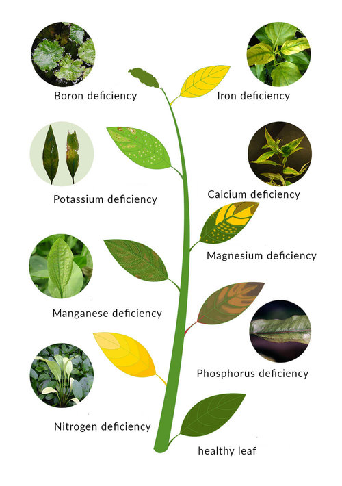 plants-deficiencies-3