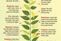 plants-deficiencies-2