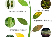 plants-deficiencies-3