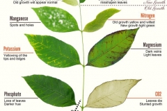 plants-deficiencies