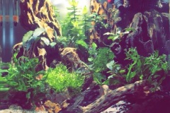 Dragon-Stones-Aquascape