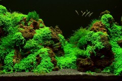 LAVa-stones-aquascape