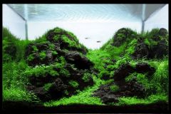 black-lava-rocks-aquascape-aquarium-aquadesign