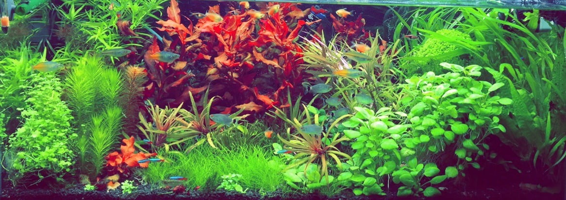 40-gallons-dutch-style-aquascape  Aquarium Plants Chicago